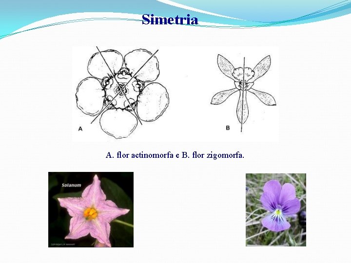 Simetria A. flor actinomorfa e B. flor zigomorfa. 