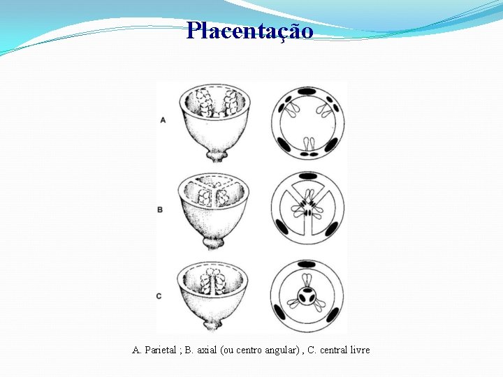 Placentação A. Parietal ; B. axial (ou centro angular) , C. central livre 