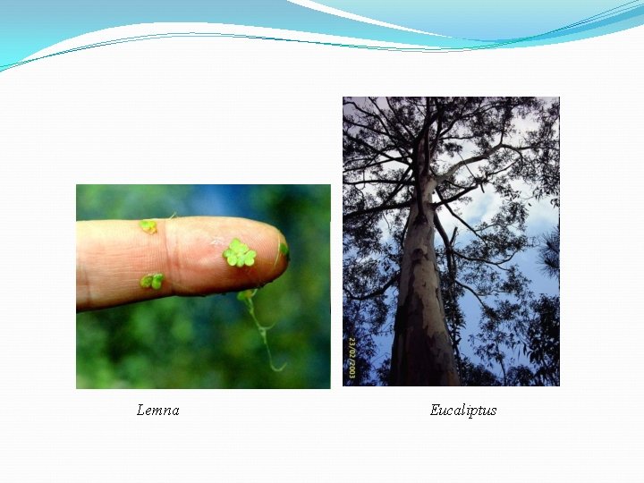 Lemna Eucaliptus Lemna Eucaliptus