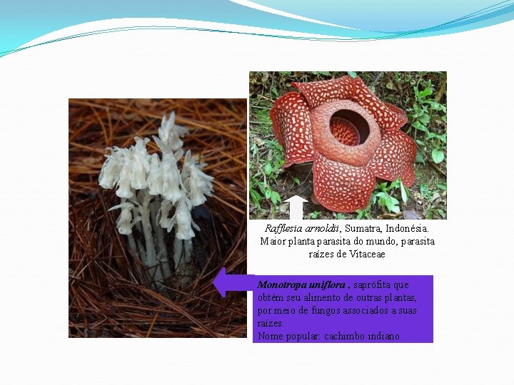 Rafflesia arnoldii, Sumatra, Indonésia. Maior planta parasita do mundo, parasita raízes de Vitaceae Monotropa