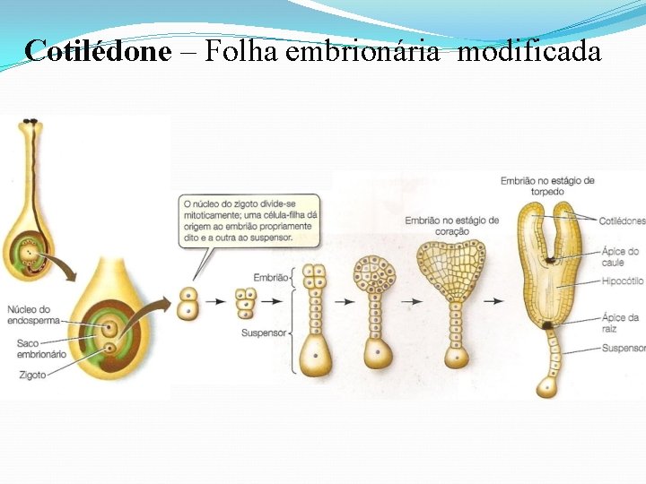 Cotilédone – Folha embrionária modificada 