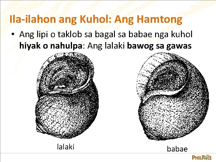 Ila-ilahon ang Kuhol: Ang Hamtong • Ang lipi o taklob sa bagal sa babae Ila-ilahon ang Kuhol: Ang Hamtong • Ang lipi o taklob sa bagal sa babae