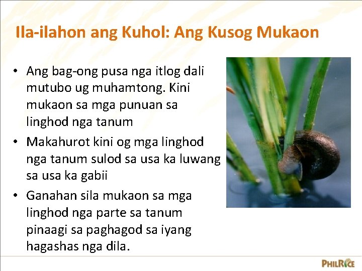 Ila-ilahon ang Kuhol: Ang Kusog Mukaon • Ang bag-ong pusa nga itlog dali mutubo Ila-ilahon ang Kuhol: Ang Kusog Mukaon • Ang bag-ong pusa nga itlog dali mutubo