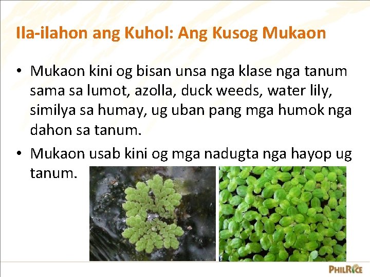 Ila-ilahon ang Kuhol: Ang Kusog Mukaon • Mukaon kini og bisan unsa nga klase Ila-ilahon ang Kuhol: Ang Kusog Mukaon • Mukaon kini og bisan unsa nga klase