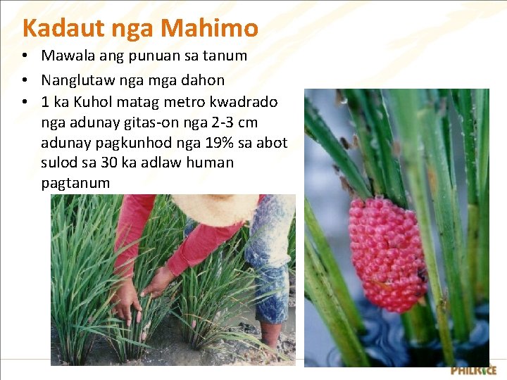 Kadaut nga Mahimo • Mawala ang punuan sa tanum • Nanglutaw nga mga dahon Kadaut nga Mahimo • Mawala ang punuan sa tanum • Nanglutaw nga mga dahon