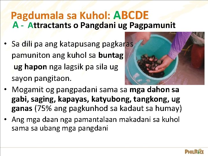 Pagdumala sa Kuhol: ABCDE A - Attractants o Pangdani ug Pagpamunit • Sa dili Pagdumala sa Kuhol: ABCDE A - Attractants o Pangdani ug Pagpamunit • Sa dili