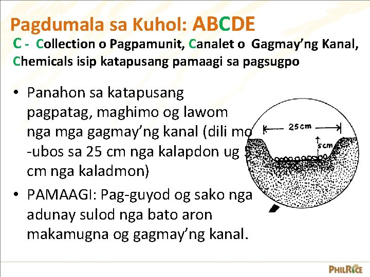 Pagdumala sa Kuhol: ABCDE C - Collection o Pagpamunit, Canalet o Gagmay’ng Kanal, Chemicals Pagdumala sa Kuhol: ABCDE C - Collection o Pagpamunit, Canalet o Gagmay’ng Kanal, Chemicals