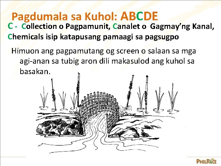 Pagdumala sa Kuhol: ABCDE C - Collection o Pagpamunit, Canalet o Gagmay’ng Kanal, Chemicals Pagdumala sa Kuhol: ABCDE C - Collection o Pagpamunit, Canalet o Gagmay’ng Kanal, Chemicals