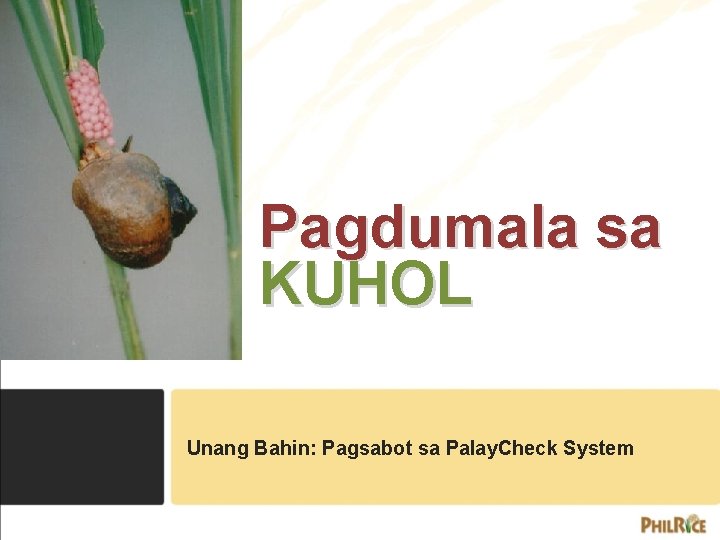 Pagdumala sa KUHOL Unang Bahin: Pagsabot sa Palay. Check System Pagdumala sa KUHOL Unang Bahin: Pagsabot sa Palay. Check System