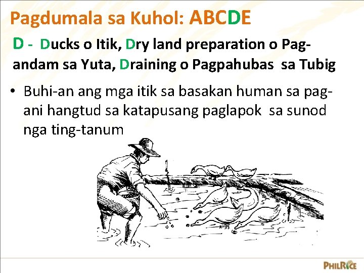 Pagdumala sa Kuhol: ABCDE D - Ducks o Itik, Dry land preparation o Pag- Pagdumala sa Kuhol: ABCDE D - Ducks o Itik, Dry land preparation o Pag-