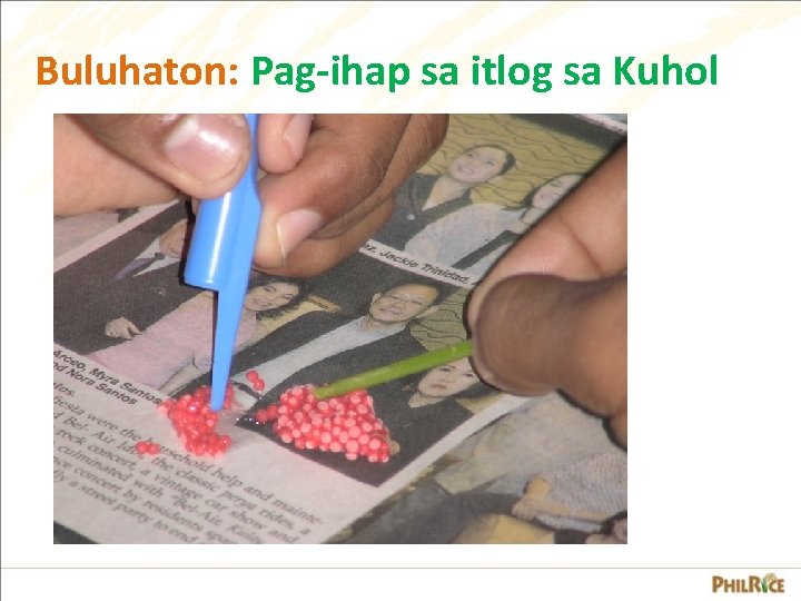Buluhaton: Pag-ihap sa itlog sa Kuhol Buluhaton: Pag-ihap sa itlog sa Kuhol