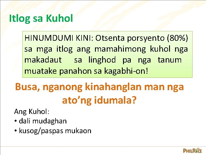 Itlog sa Kuhol HINUMDUMI KINI: Otsenta porsyento (80%) sa mga itlog ang mamahimong kuhol Itlog sa Kuhol HINUMDUMI KINI: Otsenta porsyento (80%) sa mga itlog ang mamahimong kuhol