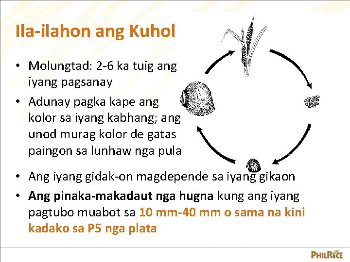 Ila-ilahon ang Kuhol • Molungtad: 2 -6 ka tuig ang iyang pagsanay • Adunay Ila-ilahon ang Kuhol • Molungtad: 2 -6 ka tuig ang iyang pagsanay • Adunay