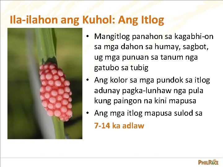 Ila-ilahon ang Kuhol: Ang Itlog • Mangitlog panahon sa kagabhi-on sa mga dahon sa Ila-ilahon ang Kuhol: Ang Itlog • Mangitlog panahon sa kagabhi-on sa mga dahon sa