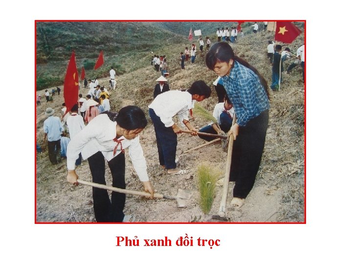 Phủ xanh đồi trọc 