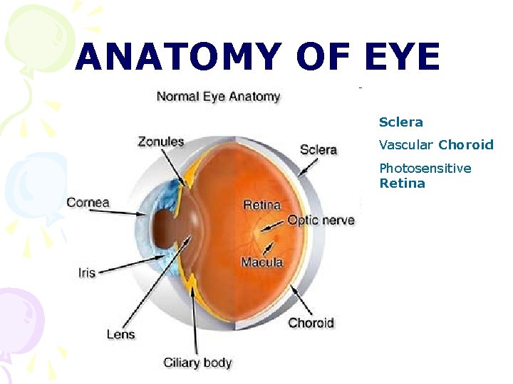 ANATOMY OF EYE Sclera Vascular Choroid Photosensitive Retina ANATOMY OF EYE Sclera Vascular Choroid Photosensitive Retina