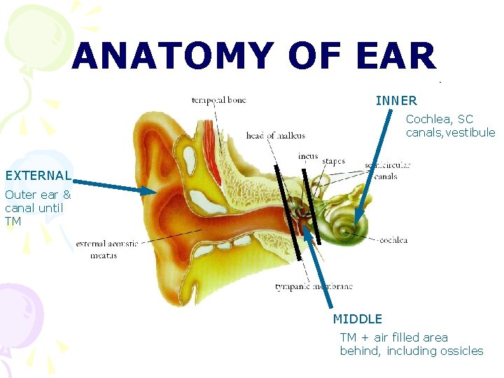 ANATOMY OF EAR INNER Cochlea, SC canals, vestibule EXTERNAL Outer ear & canal until ANATOMY OF EAR INNER Cochlea, SC canals, vestibule EXTERNAL Outer ear & canal until