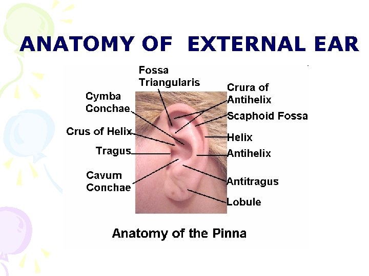 ANATOMY OF EXTERNAL EAR ANATOMY OF EXTERNAL EAR
