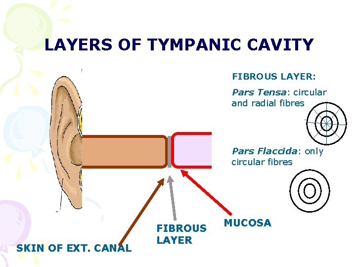 LAYERS OF TYMPANIC CAVITY FIBROUS LAYER: Pars Tensa: circular and radial fibres Pars Flaccida: LAYERS OF TYMPANIC CAVITY FIBROUS LAYER: Pars Tensa: circular and radial fibres Pars Flaccida:
