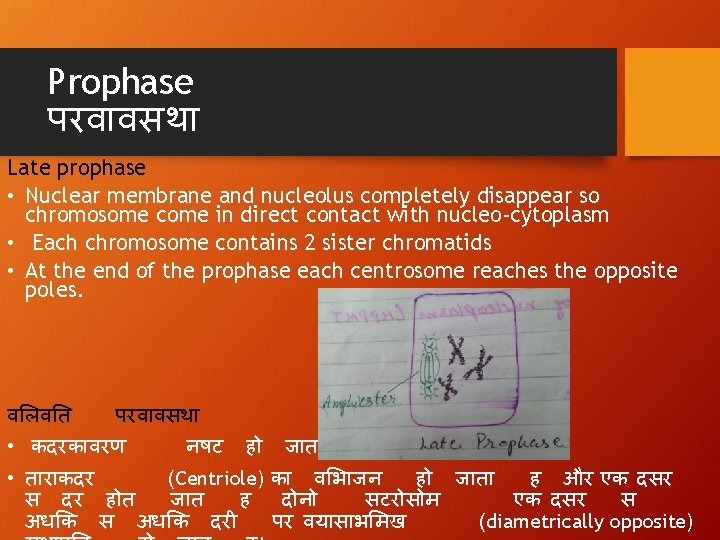 Prophase परव वसथ Late prophase • Nuclear membrane and nucleolus completely disappear so chromosome