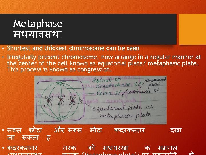 Metaphase मधय वसथ • Shortest and thickest chromosome can be seen • Irregularly present