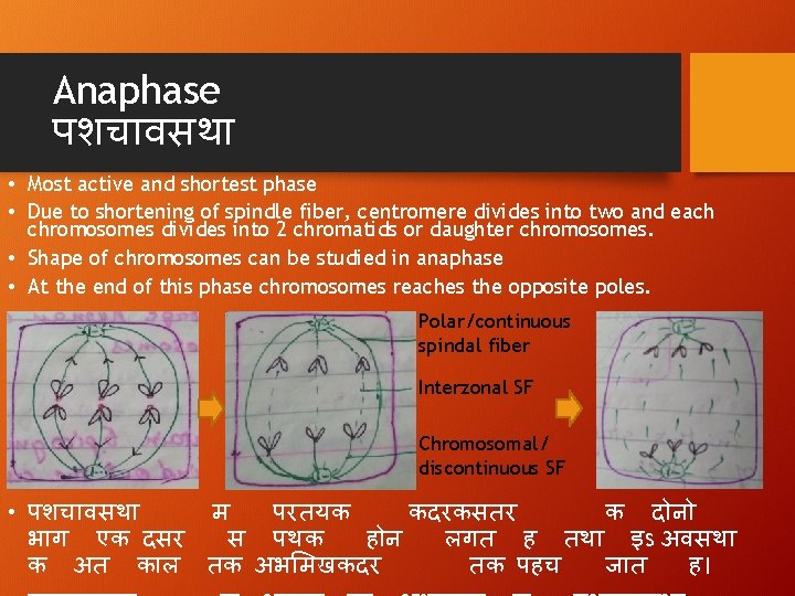 Anaphase पशच वसथ • Most active and shortest phase • Due to shortening of
