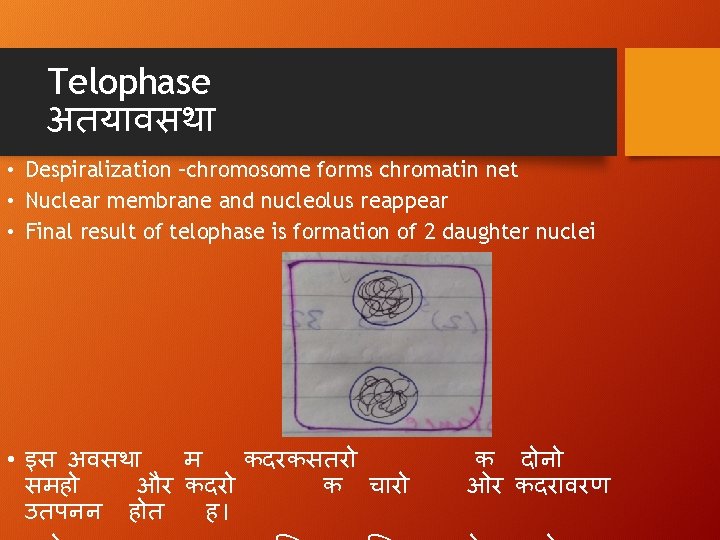 Telophase अतय वसथ • Despiralization –chromosome forms chromatin net • Nuclear membrane and nucleolus