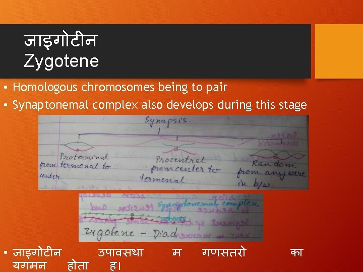 ज इग ट न Zygotene • Homologous chromosomes being to pair • Synaptonemal complex