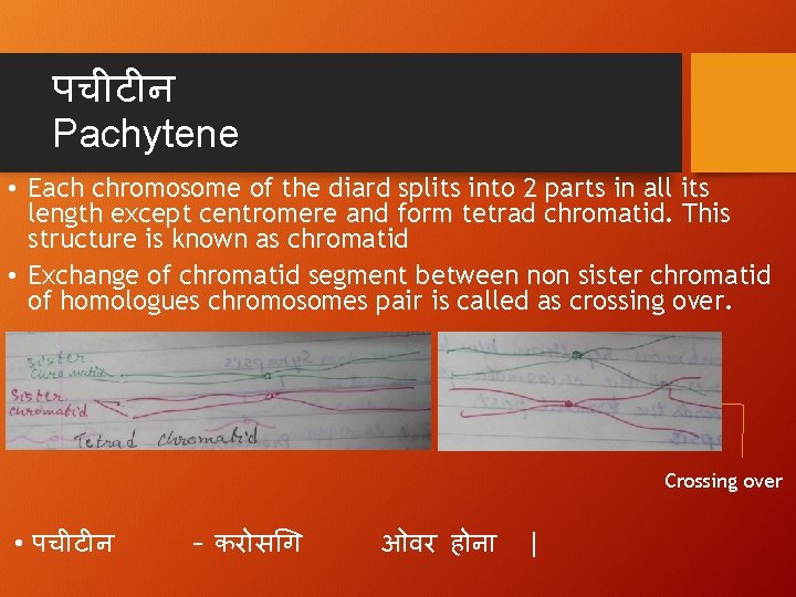 पच ट न Pachytene • Each chromosome of the diard splits into 2 parts