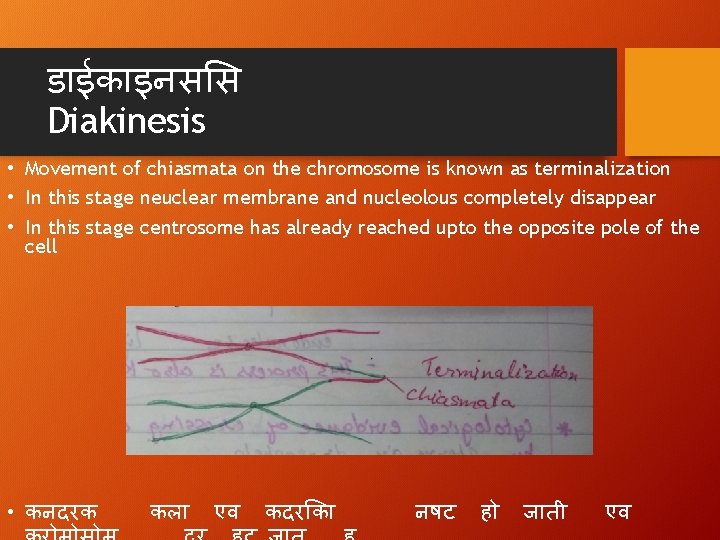 ड ईक इनस स Diakinesis • Movement of chiasmata on the chromosome is known