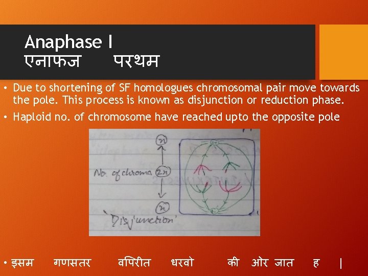 Anaphase I एन फज परथम • Due to shortening of SF homologues chromosomal pair