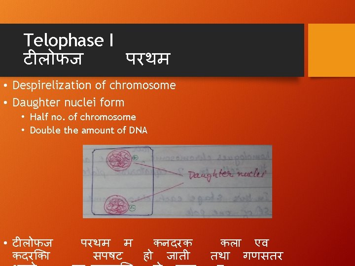 Telophase I ट ल फज परथम • Despirelization of chromosome • Daughter nuclei form