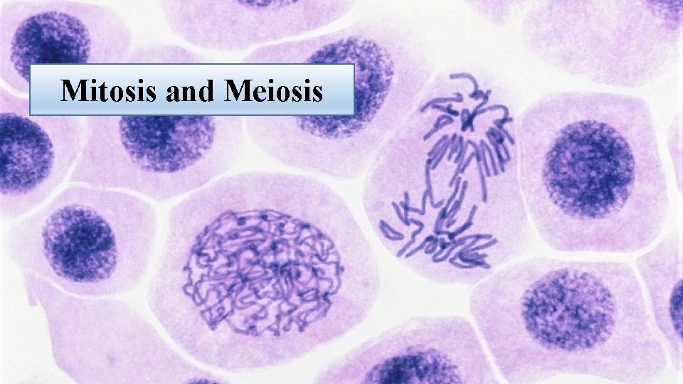 Mitosis and Meiosis 