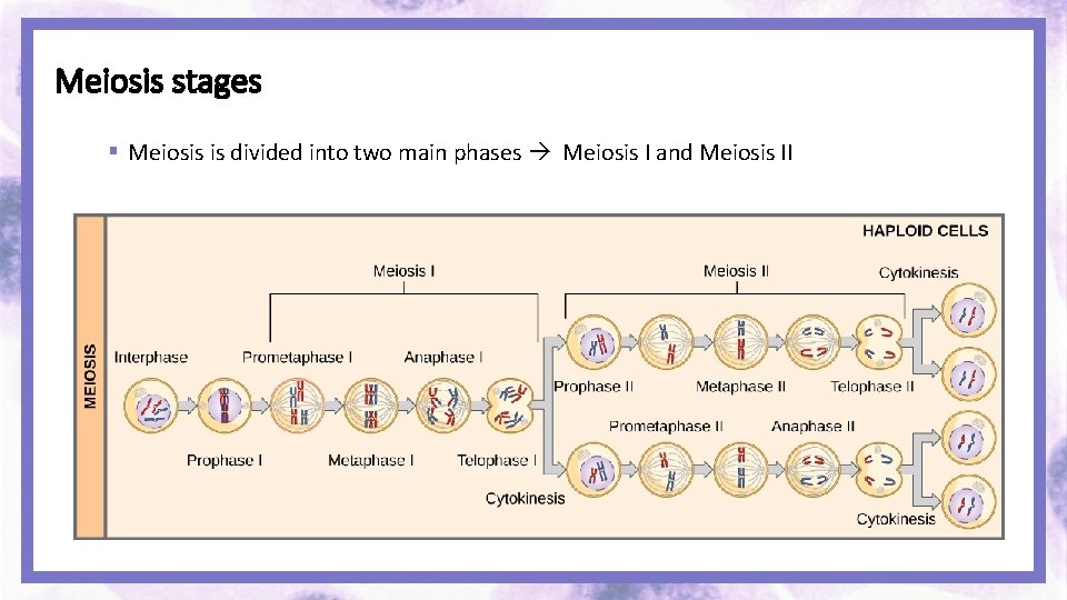 Meiosis stages § Meiosis is divided into two main phases Meiosis I and Meiosis