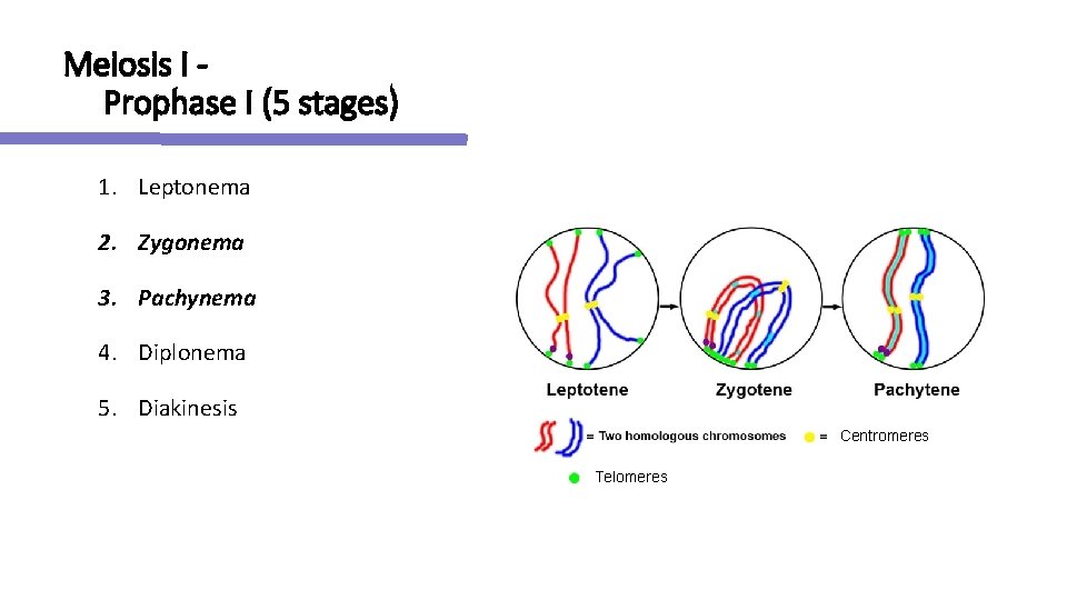 Meiosis I Prophase I (5 stages) 1. Leptonema 2. Zygonema 3. Pachynema 4. Diplonema