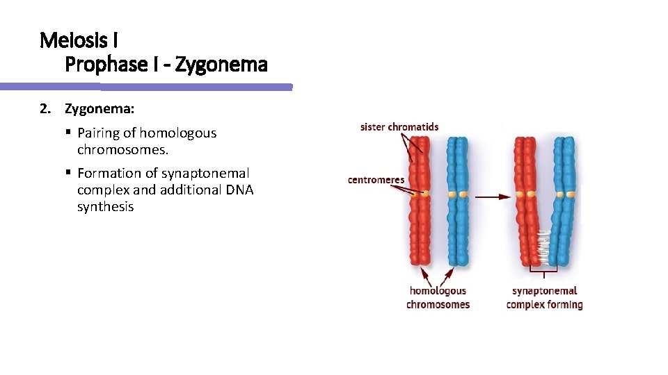 Meiosis I Prophase I - Zygonema 2. Zygonema: § Pairing of homologous chromosomes. §