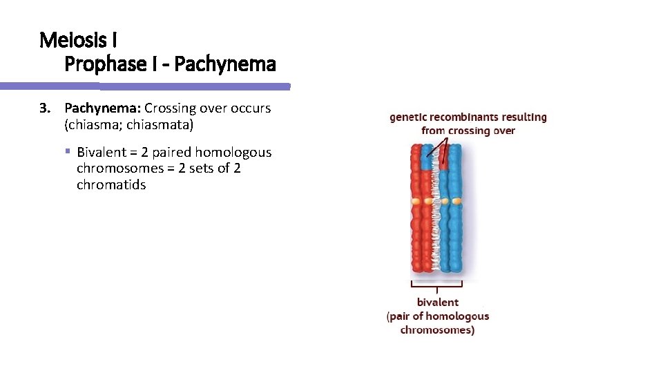 Meiosis I Prophase I - Pachynema 3. Pachynema: Crossing over occurs (chiasma; chiasmata) §