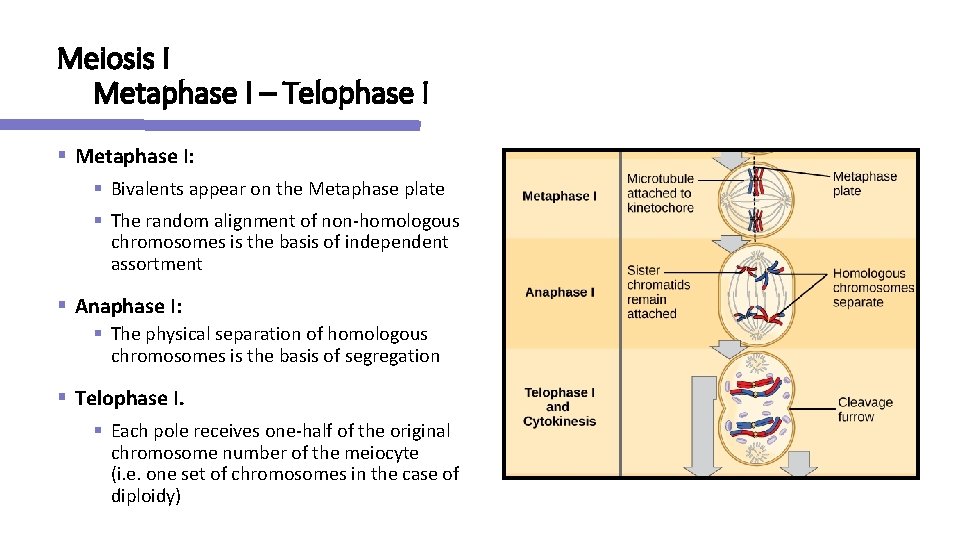 Meiosis I Metaphase I – Telophase I § Metaphase I: § Bivalents appear on