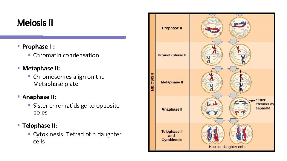 Meiosis II § Prophase II: § Chromatin condensation § Metaphase II: § Chromosomes align