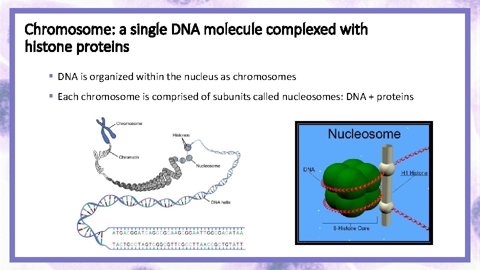 Chromosome: a single DNA molecule complexed with histone proteins § DNA is organized within