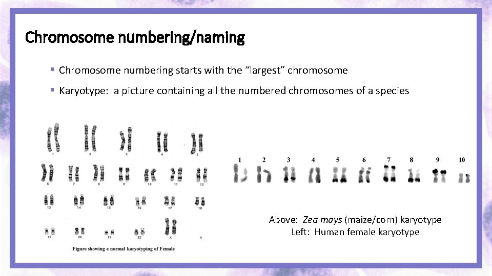 Chromosome numbering/naming § Chromosome numbering starts with the “largest” chromosome § Karyotype: a picture