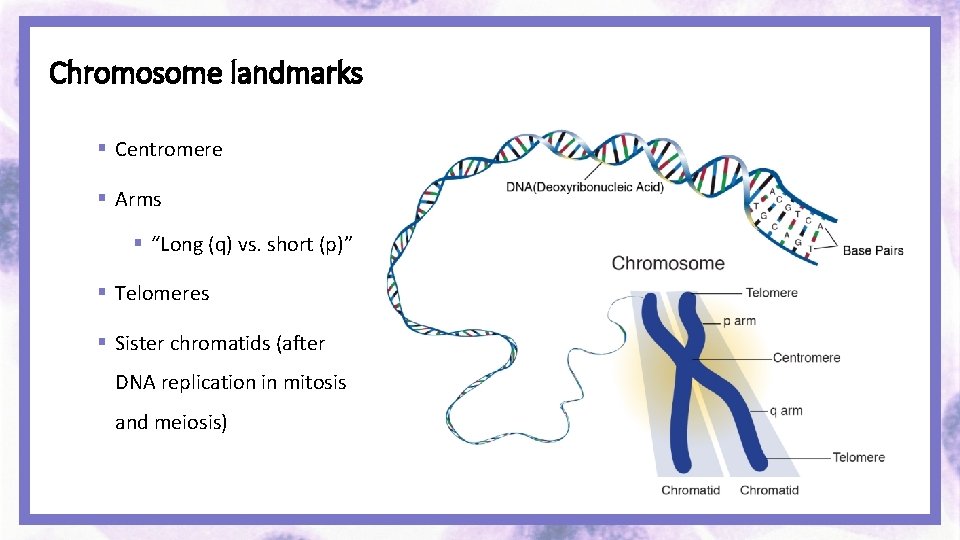 Chromosome landmarks § Centromere § Arms § “Long (q) vs. short (p)” § Telomeres