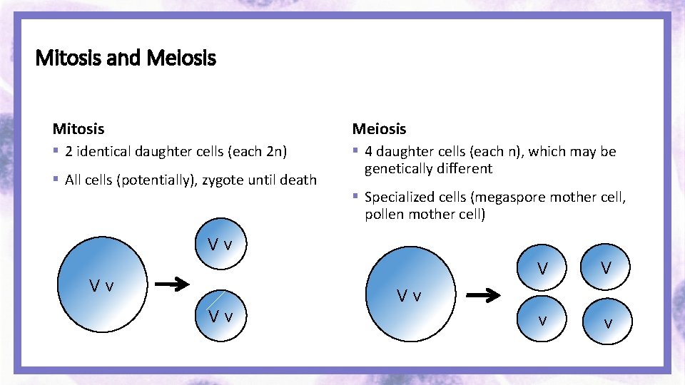 Mitosis and Meiosis Mitosis Meiosis § 2 identical daughter cells (each 2 n) §
