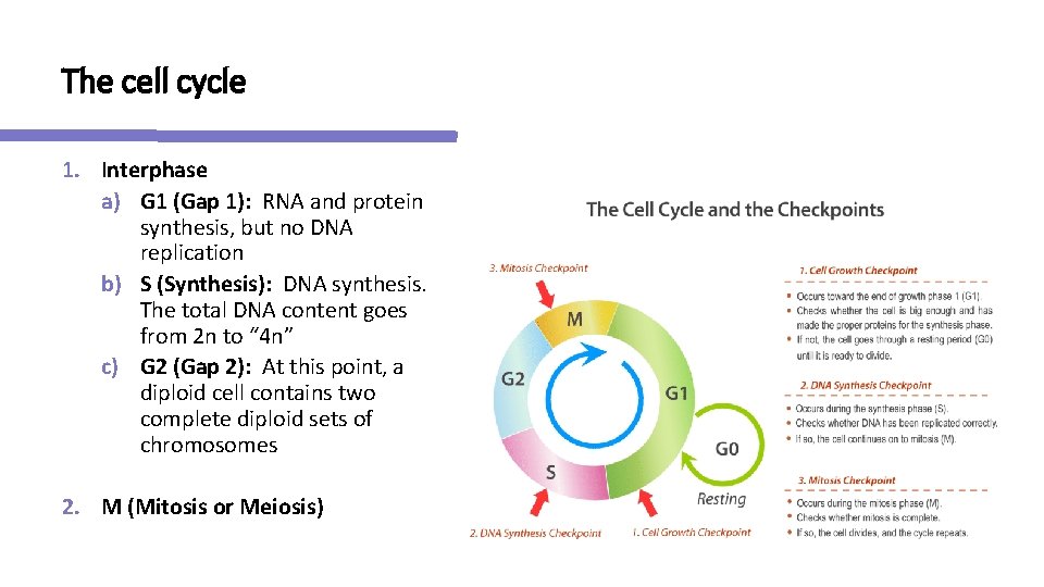 The cell cycle 1. Interphase a) G 1 (Gap 1): RNA and protein synthesis,