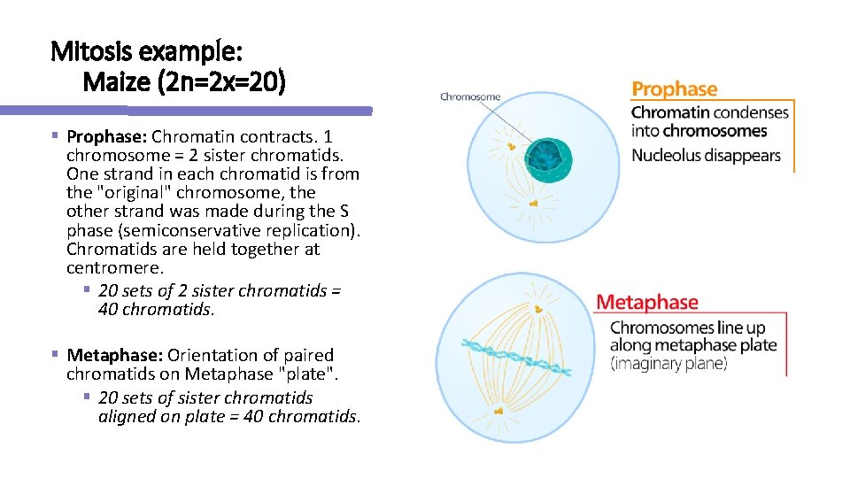 Mitosis example: Maize (2 n=2 x=20) § Prophase: Chromatin contracts. 1 chromosome = 2