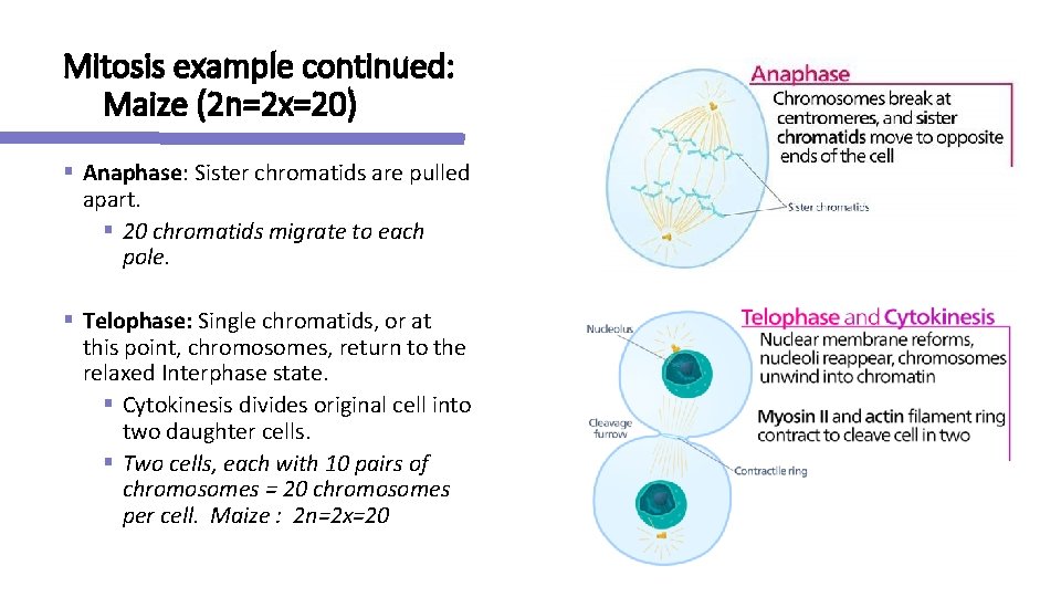 Mitosis example continued: Maize (2 n=2 x=20) § Anaphase: Sister chromatids are pulled apart.