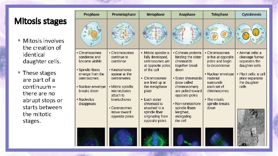 Mitosis stages § Mitosis involves the creation of identical daughter cells. § These stages