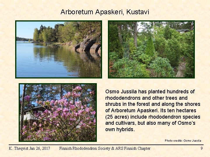 Arboretum Apaskeri, Kustavi Osmo Jussila has planted hundreds of rhododendrons and other trees and