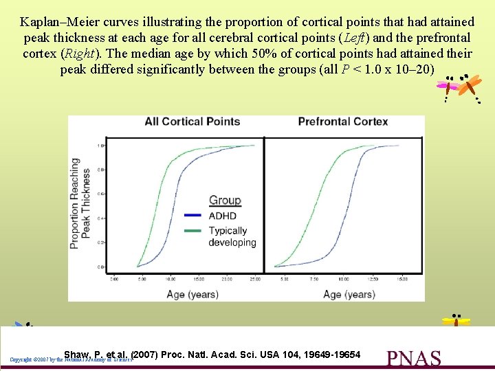 Kaplan–Meier curves illustrating the proportion of cortical points that had attained peak thickness at