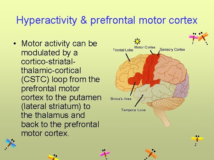 Hyperactivity & prefrontal motor cortex • Motor activity can be modulated by a cortico-striatalthalamic-cortical
